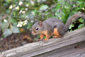 Naklejka na ściany i meble A closeup of Douglas squirrel in the park. BC Canada