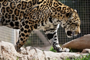 un leopardo paseando en un día soleado