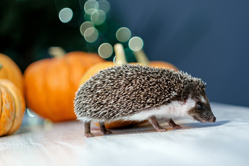 A hedgehog walks around the table with pumpkins. 