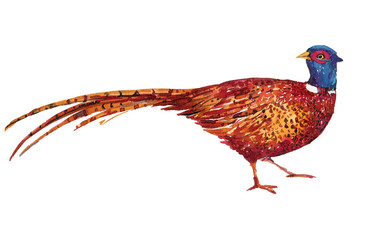 bird Golden pheasant .watercolor illustration.