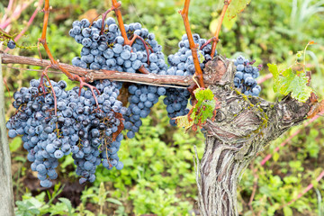 French red wine grapes plant growing harvest of wine grape chateau vineyard close up Bordeaux in...