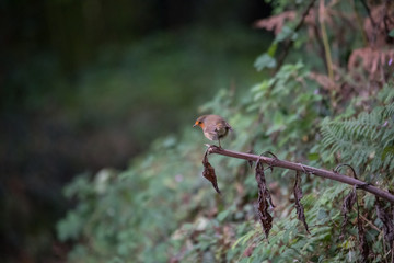 copy space, selective focus, robin, bird, nature, wildlife, animal, red, background, white, wild, cute, orange, tree, feather, green, songbird, season, isolated, beak, redbreast, branch, color, small,