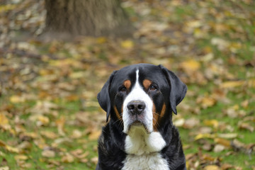 Greater Swiss Mountain Dog in the garden.