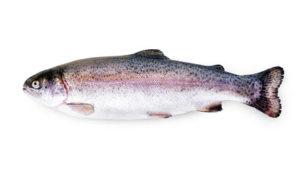 Rainbow trout isolated. Fresh fish on wihte background.