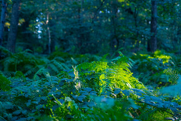Colorful shot of a  beautiful old forest in Germany