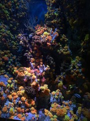 Naklejka na ściany i meble Corals