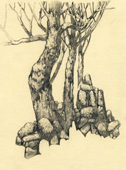 trees and rocks, pencil drawing on paper.