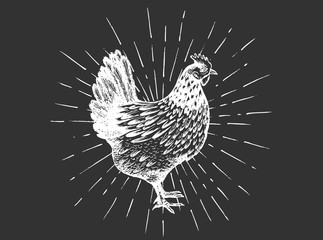 Hand drawn hen. Vector illustrations.