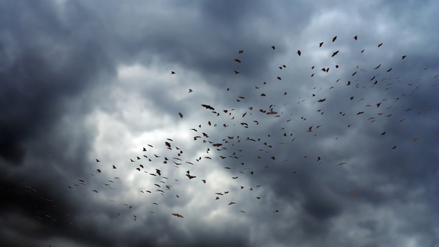 Flock Of Bats In The Air, Mega Bat Swarm At Dawn