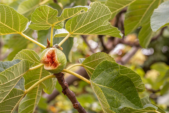Aufgeplatzte Feige am Baum