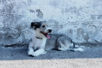 Cute little dog over gray wall background. Dog outdoors. 