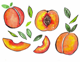 Watercolor peach sketch. Orange and pink color.