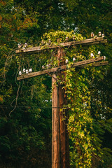 Fototapeta na wymiar Hop-covered abandoned wooden electric pole