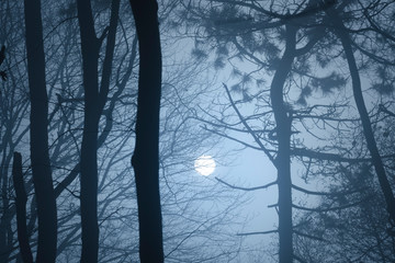 moon on the night sky seen from mysterious forest