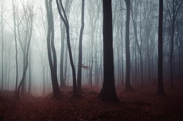 Rolgordijnen Bos donker mysterieus boslandschap, mistig boslandschap