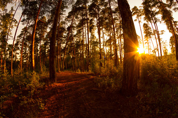 Obraz premium Pine forest with sun