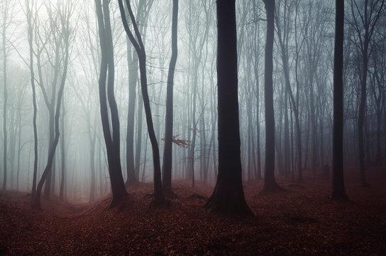 Fototapeta dark mysterious woods landscape, misty forest scenery