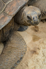 tortue dans le sable