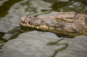 portrait d'un crocodile dans l'eau. Une tête de crocodile dans l'eau d'une rivière