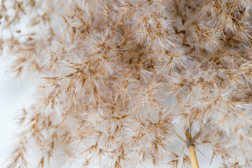 dry golden grass on a white background