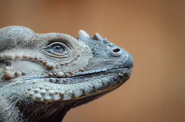 portrait d'un iguane