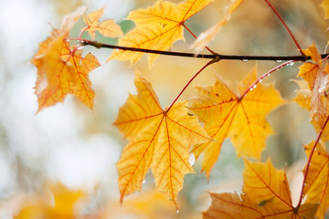 Maple branch with bright yellow leaves, wet from the last rain in October.