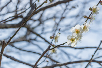 光に透ける梅の花