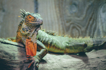 un iguane gros lézard