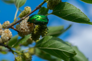 green rose chafer, rose chafer, Cetonia aurata, mulberry