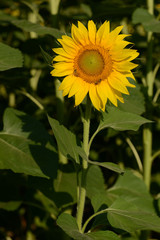 Girasole