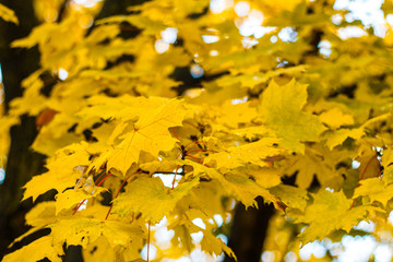 Colorful leaves on a tree. Autumn