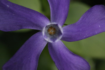 macro