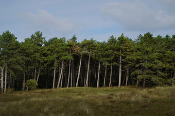 Pine tree forest edge from a distance