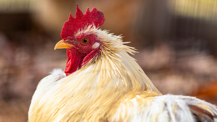 close up portrait of a bantam chicken with white feathers