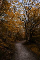 Obraz premium Sand trail leading through autumn forest