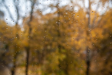 Naklejka na ściany i meble Autumn. Rain drop on the window glass with yellow leaves in background