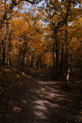 Sand trail leading through autumn forest with dead leaves on the path