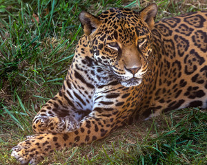 portrait of a jaguar sprawled out and relaxing