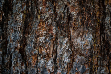 The texture of the bark of a tree. Background image of macro photo of bark with mold