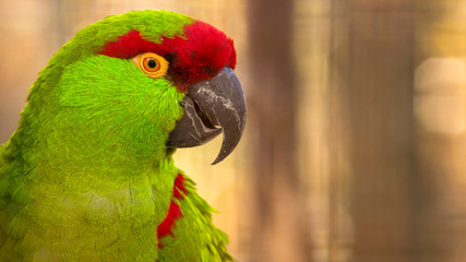 close up portrait of a thick billed parrot