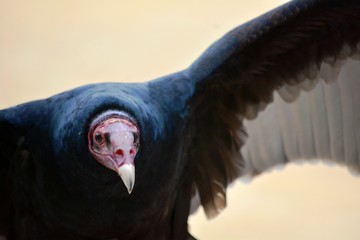 un buitre pavo de plumas negras volando