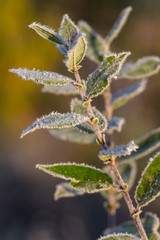 willow branch with leaves in hoarfrost