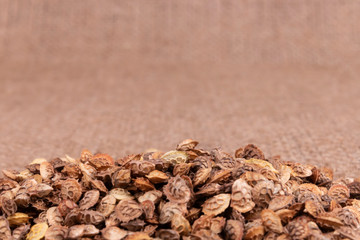 Front view of a group of organic brown scratchy autumn seeds