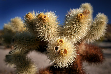 Cholla Cactus
