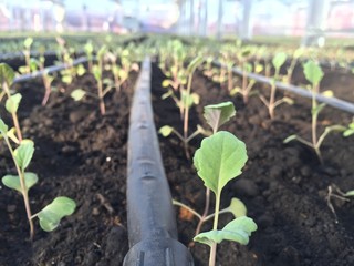 苗の栽培