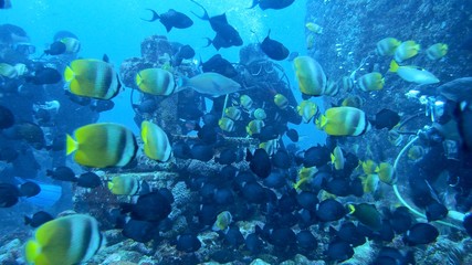 Fototapeta na wymiar 熱帯魚の群れ