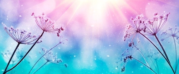Frozen meadow plant, beautiful winter background, macro image with sun shining. Winter scene....