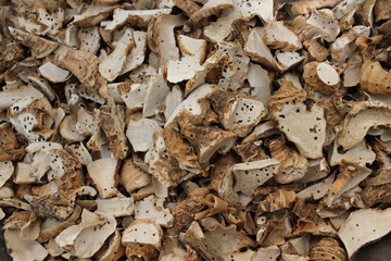 The root of the tree is cut with holes, gray-white