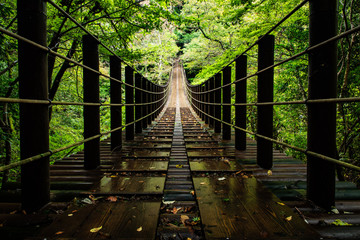 bridge in the forest