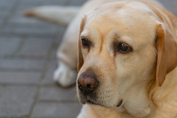 a light-haired labrodor dog with sad eyes is bored and waiting for his master in the courtyard of the house